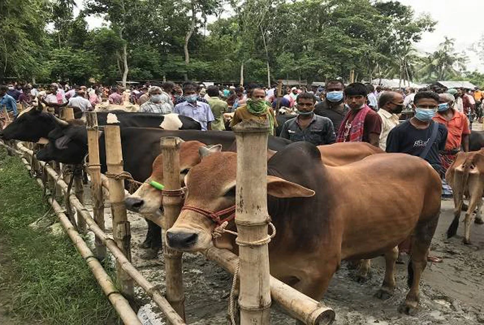 সারা দেশে বসছে ৪৪০৭ পশুর হাট, মাস্ক ছাড়া প্রবেশ নয়