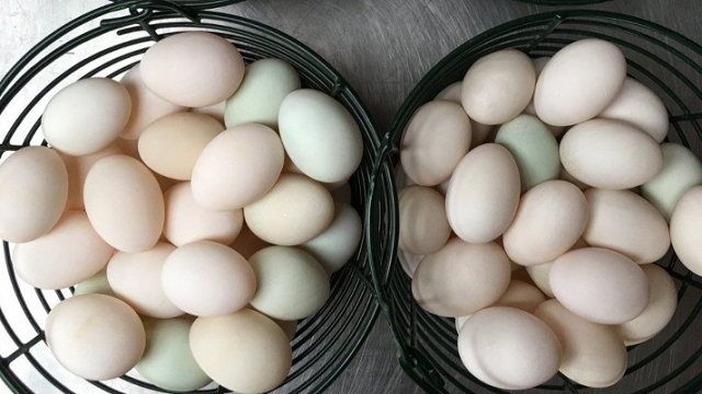 ডিমের হালি ৭০ টাকা!