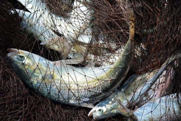 মা ইলিশ রক্ষায় দেশব্যাপী অভিযান শুরু করবে নৌপুলিশ