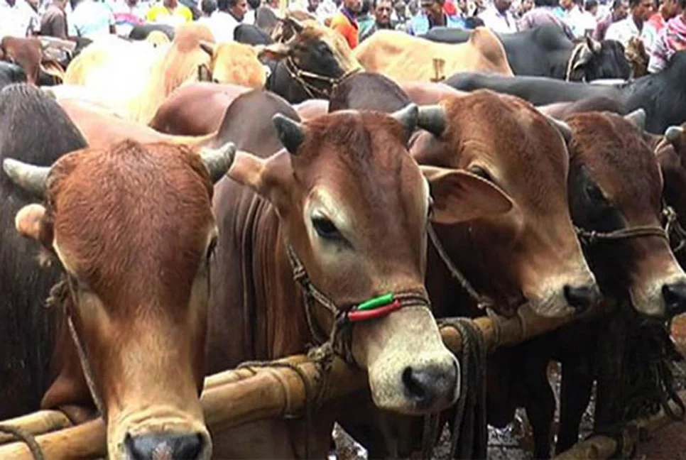 কোরবানির পশুর হাটে স্বাস্থ্যবিধি মেনে চলতে ১৬ নির্দেশনা