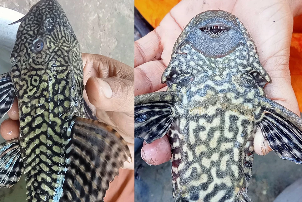 নন্দীগ্রামে জলাশয়ে মিলল ‘সাকার ফিশ’