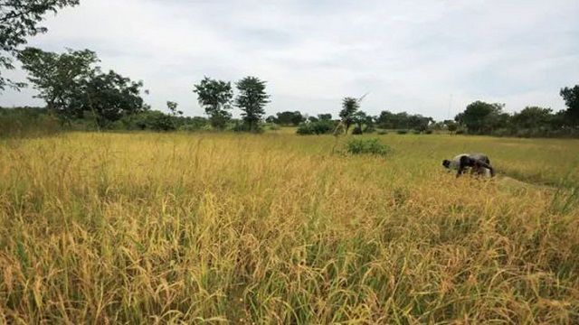 নাইজেরিয়ায় বন্দুক হামলায় নিহত ৪৬