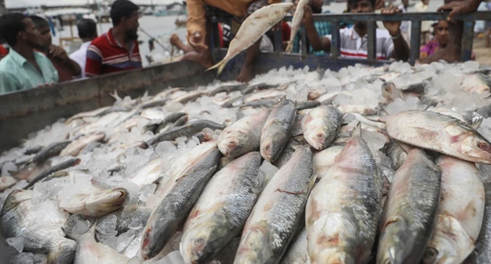 ৭ দিনে ভারতে গেল ৪১১ টন ইলিশ
