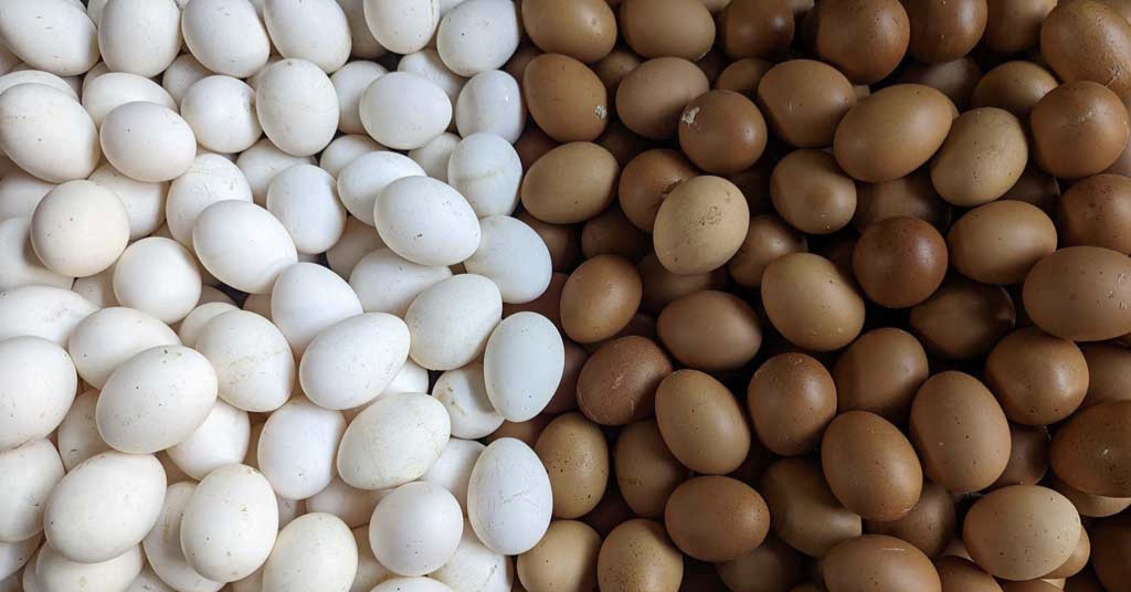 আমি তো মেশিন দিয়ে ডিম বানাতে পারব না: বাণিজ্য উপদেষ্টা