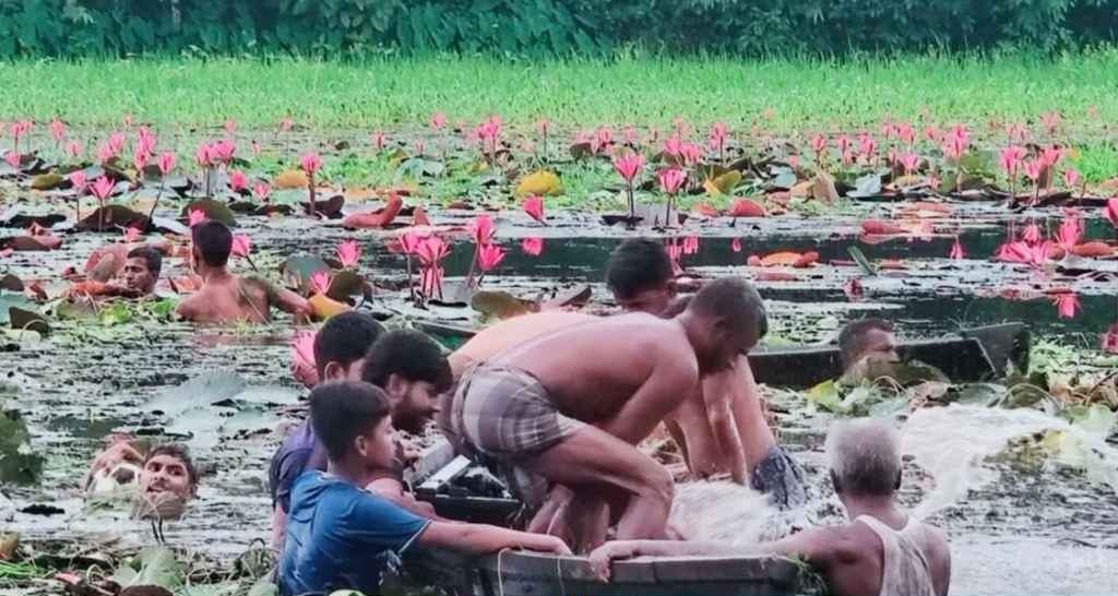 শাপলা তুলতে গিয়ে বিলে ডুবে দুই বন্ধুর মর্মান্তিক মৃত্যু