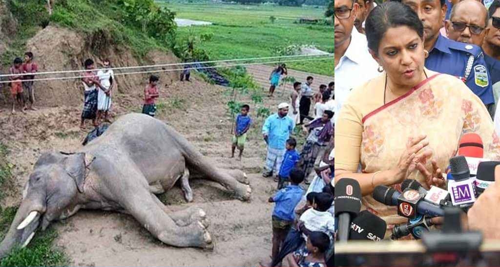 আমি দায়িত্ব নেওয়ার পর ১২টা হাতি মরে গেছে: রিজওয়ানা