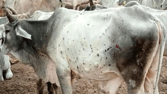 নতুন আতঙ্ক লাম্পি ভাইরাস