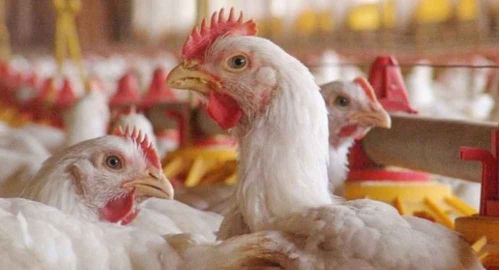 দেশে ফের বার্ড ফ্লু শনাক্ত