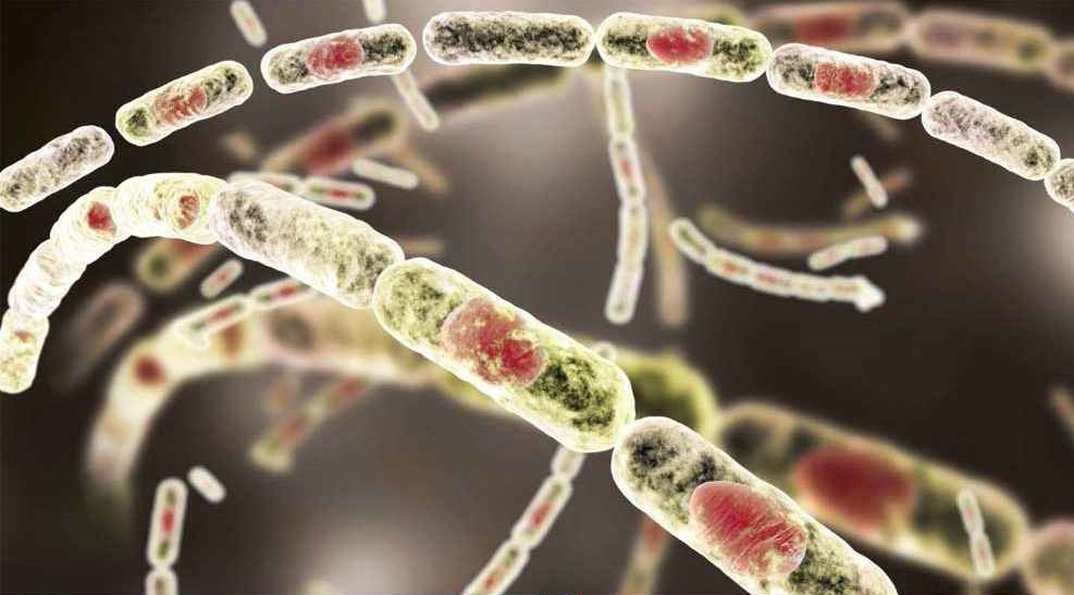 রংপুরে ৮ জনের অ্যানথ্রাক্স শনাক্ত