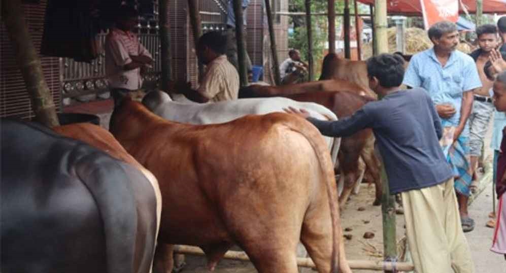 মেরাদিয়ায় এবার গরুর হাট বসানো যাবে না: হাইকোর্ট