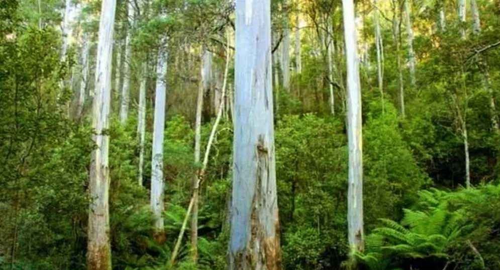 দেশে দুই গাছ নিষিদ্ধ