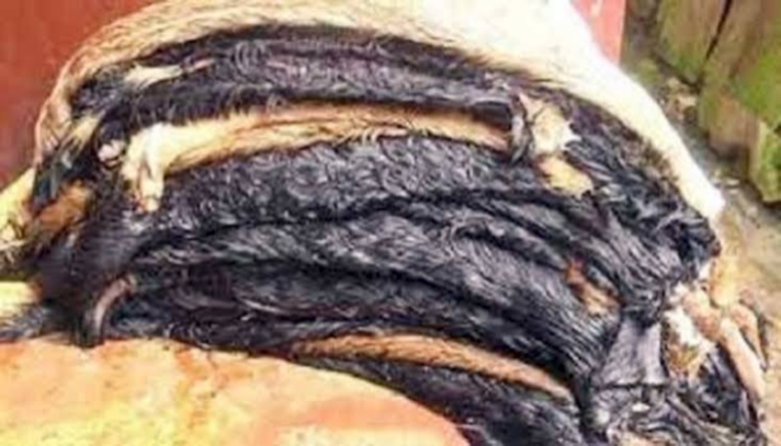 ফ্রিতেও কেউ নিচ্ছে না খাসির চামড়া