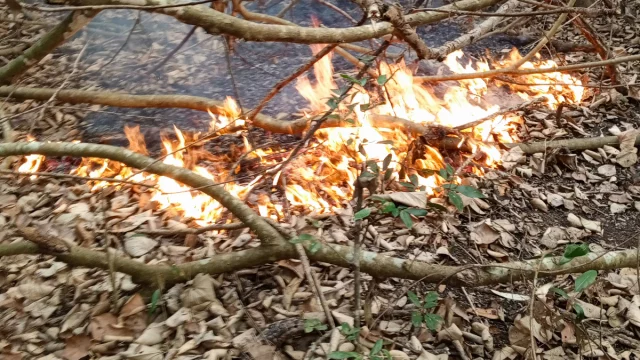 সুন্দরবনে আগুন নেভানোর কাজ শুরু