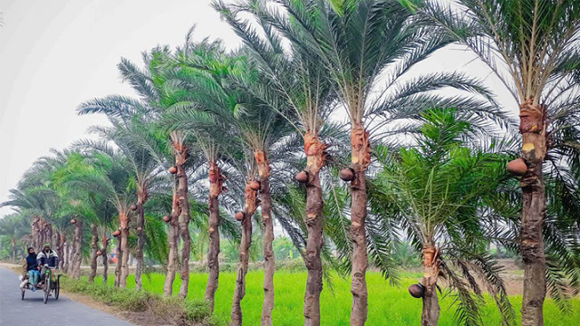 খেজুরের রস খাওয়ার ব্যাপারে সতর্ক থাকার আহ্বান