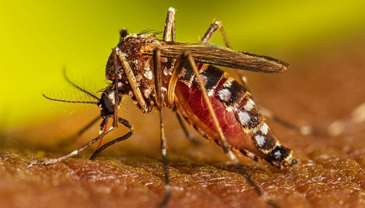 ডেঙ্গুতে একদিনে ৪ জনের মৃত্যু, হাসপাতালে ৮৪৫