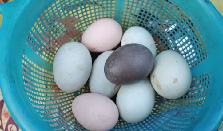 এবার মোংলায় মিলল হাঁসের কালো ডিম