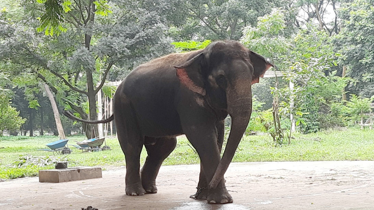 মিরপুর চিড়িয়াখানায় হাতির আঘাতে কিশোরের মৃত্যু