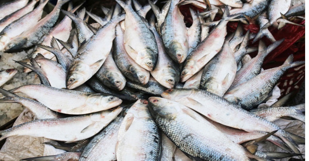 উঠলো ইলিশ শিকারে নিষেধাজ্ঞা