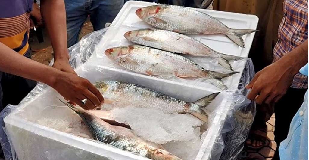ইলিশের কেজি ৭০০ টাকা নির্ধারণে আইনি নোটিশ
