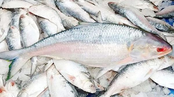 Ilish Notice 1024x576