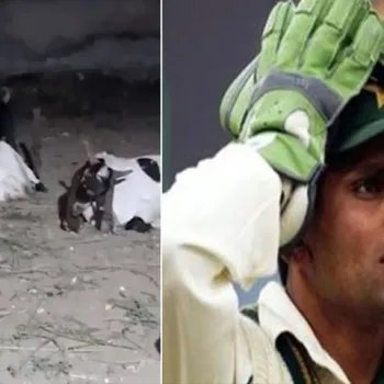 কামরান আকমলের কোরবানির ছাগল চুরি