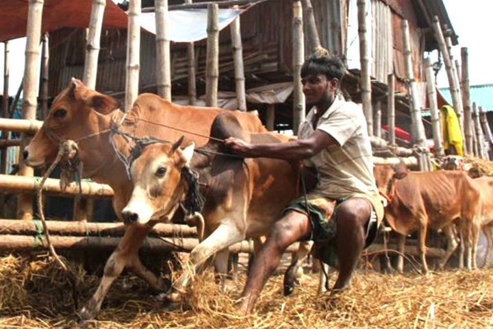 সারাদেশে প্রায় ১ কোটি পশু কোরবানি