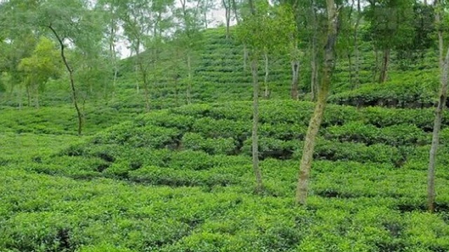 অনির্দিষ্টকালের ধর্মঘটে চা শ্রমিকরা