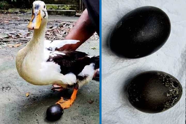 ভোলার সেই হাঁসের ডিম পাড়া বন্ধ!