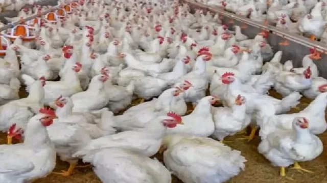 মুরগির দাম না কমালে আইনি ব্যবস্থা : ভোক্তা অধিদপ্তর