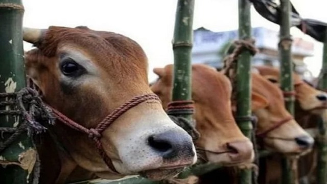 গরু আমদানির নির্দেশনা চেয়ে হাইকোর্টে রিট