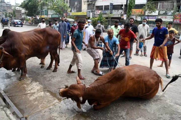 চলছে পশু কোরবানি