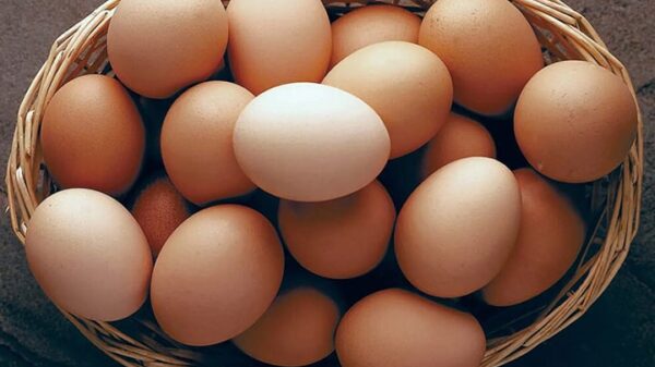 Image 243561 1697211150