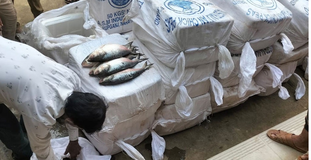 ভারতে পাচারের সময় ৬২০ কেজি ইলিশ জব্দ