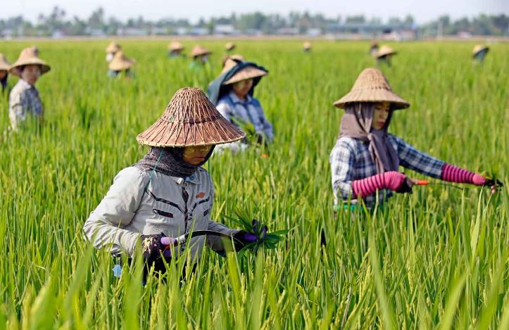 এবার চাল রপ্তানিতে নিষেধাজ্ঞা দিতে যাচ্ছে মিয়ানমার