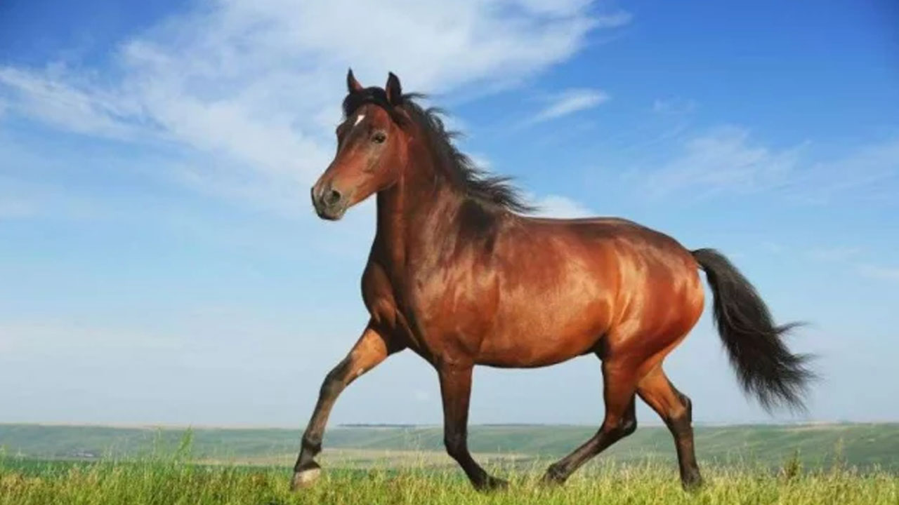 গাজীপুরে ঘোড়া জবাই ও মাংস বিক্রিতে নিষেধাজ্ঞা জারি