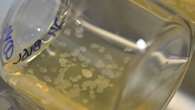 বিশ্বের প্রথম ‘কৃত্রিম ভ্রূণ’ তৈরি করলেন ইসরাইলি বিজ্ঞানীরা