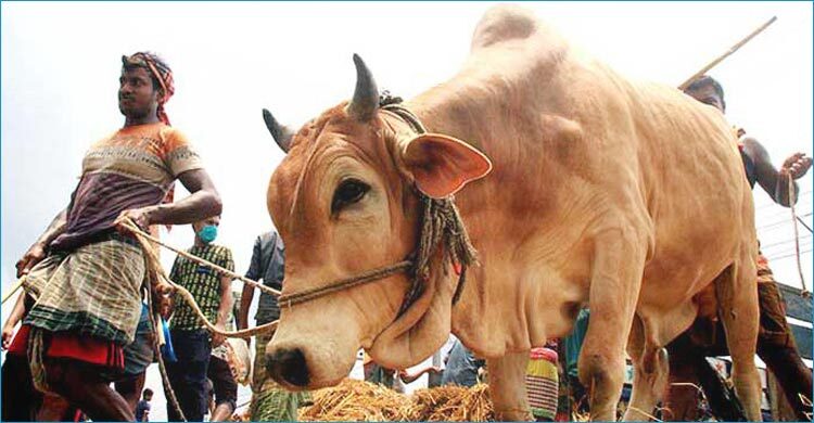 কোরবানির জন্য ১ কোটি ২৯ লাখ ৮০ হাজার ৩৬৭ পশু প্রস্তুত