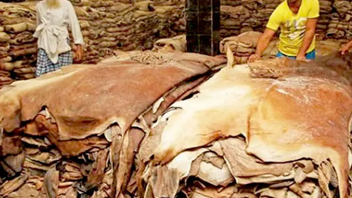 কোরবানির পশুর চামড়ার নতুন মূল্য নির্ধারণ