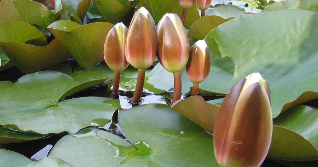 ইসির প্রতীক তালিকায় এবার ‘শাপলা কলি’, গেজেট প্রকাশ