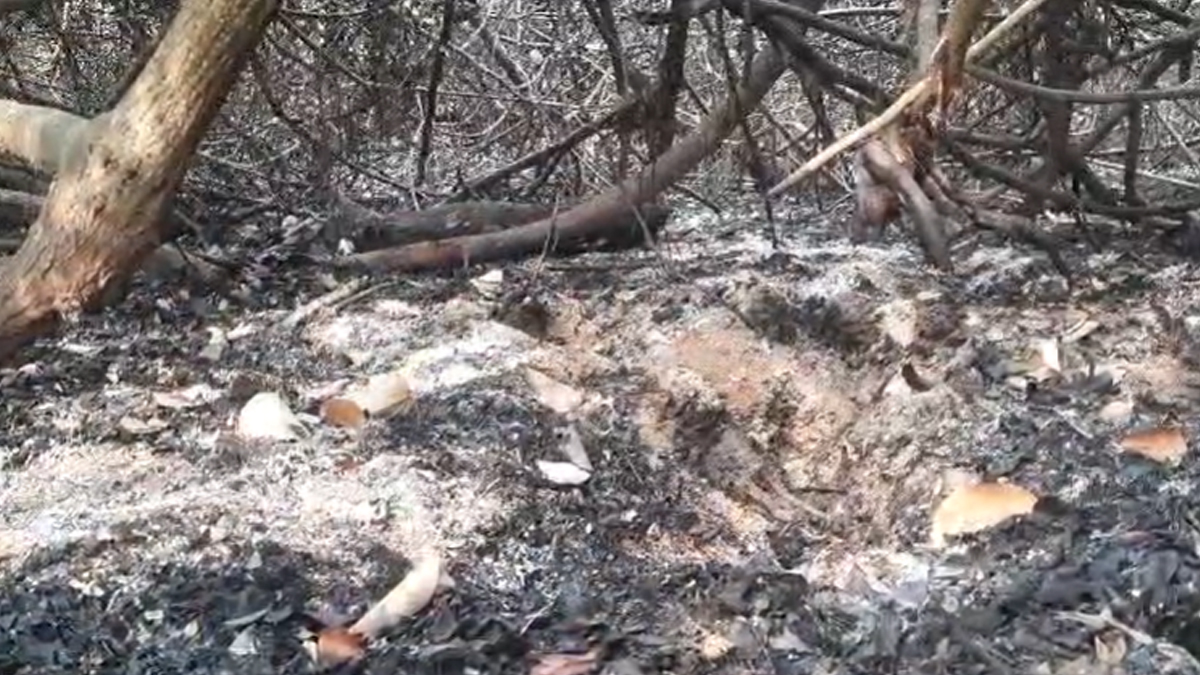 সুন্দরবনের আগুন নিয়ন্ত্রণে