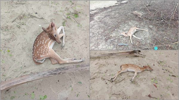 Sundarban Dead Deer