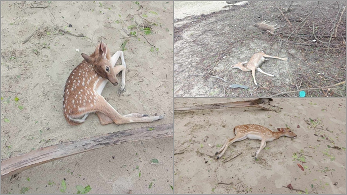 সুন্দরবনে ১১১ হরিণসহ মৃত প্রাণীর সংখ্যা বেড়ে ১১৯